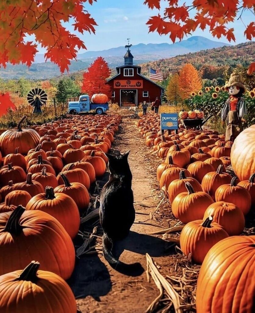 Pumpkin-filled path, red barn, autumn foliage