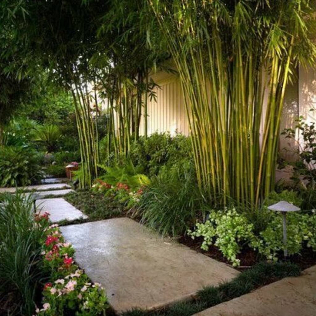 Tropical garden path with bamboo grove