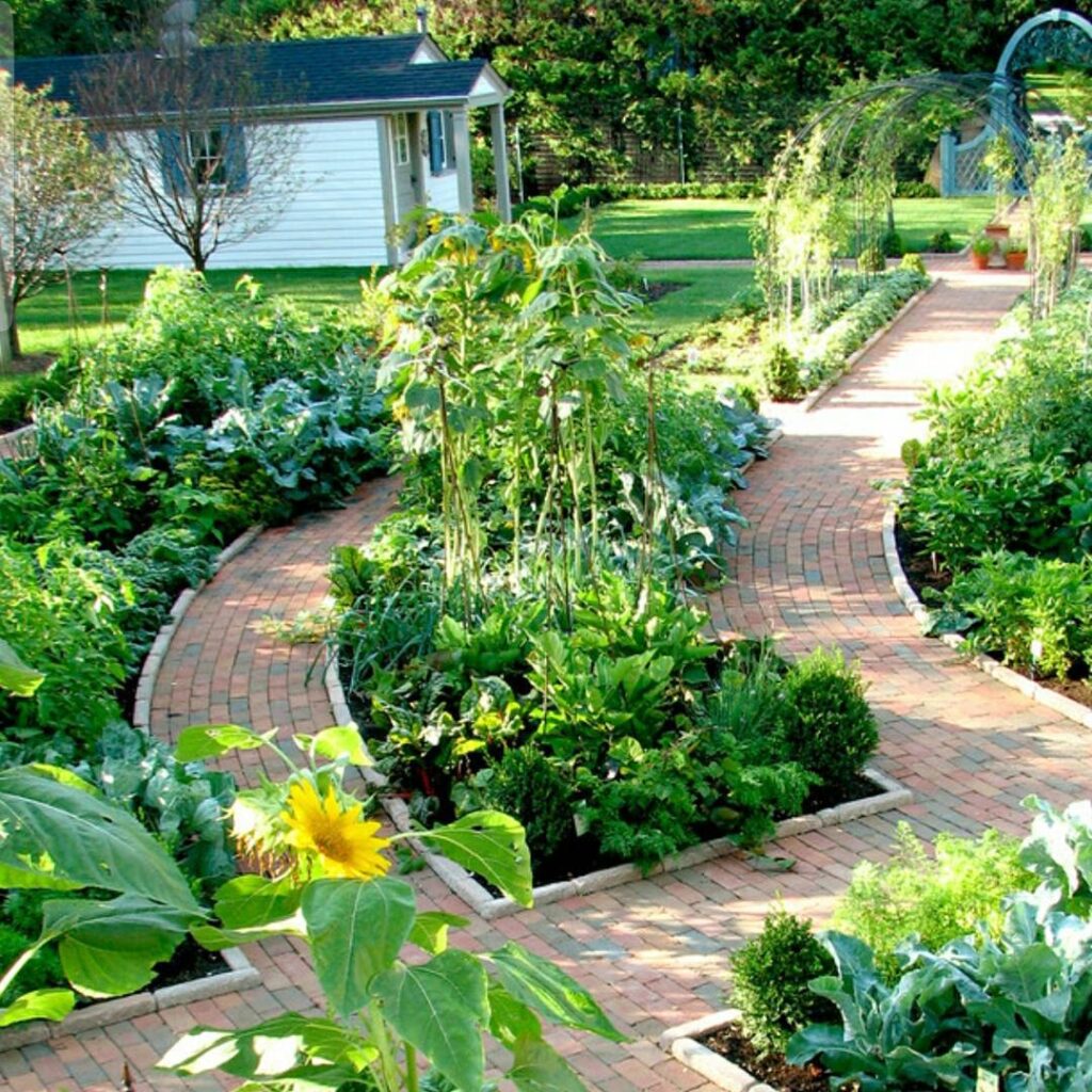 Brick path garden, vegetables, sunflower, shed