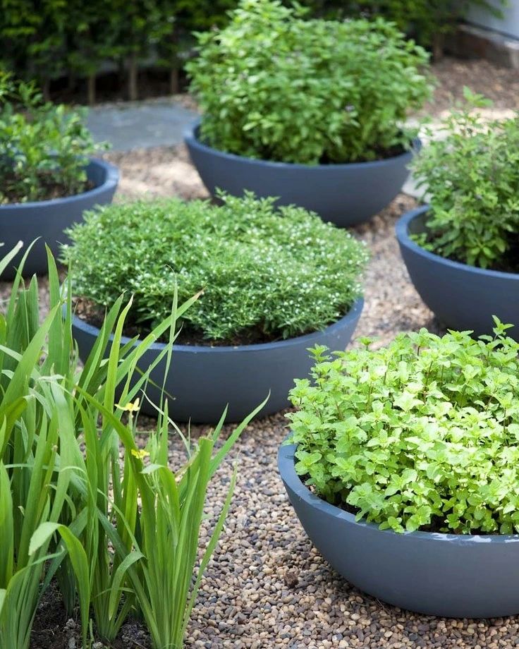 Container herb garden, blue planters, gravel path