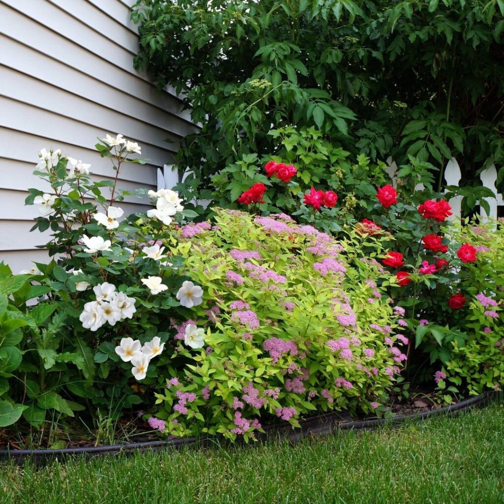 Colorful flowerbed with roses and spirea