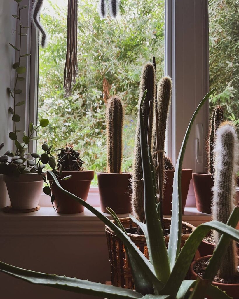 Cacti and succulents on sunny windowsill