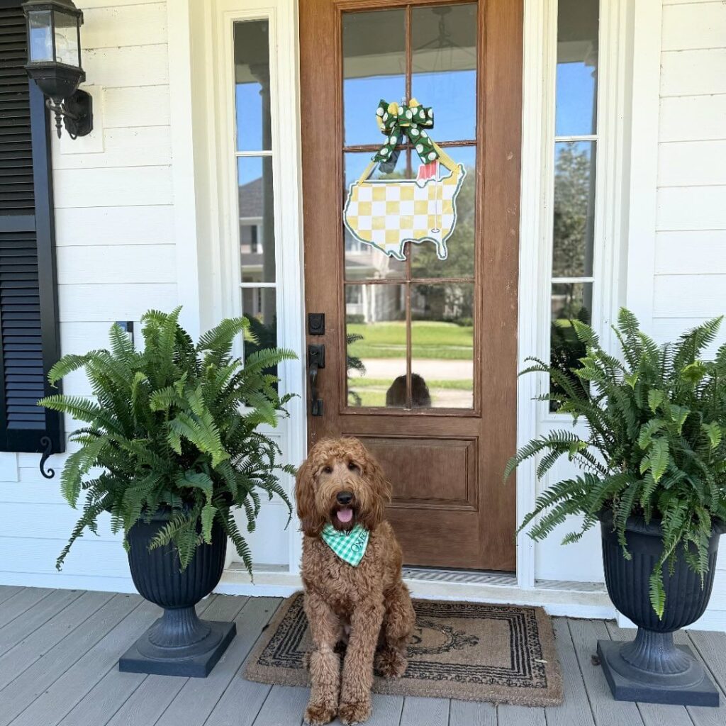 Goldendoodle porch ferns wooden door decoration