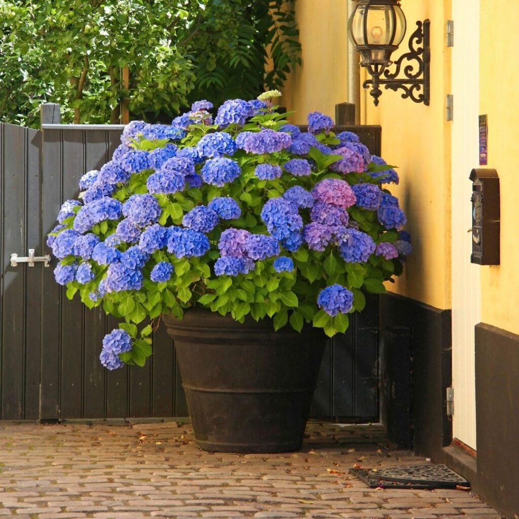 Blue hydrangeas in black pot by yellow wall