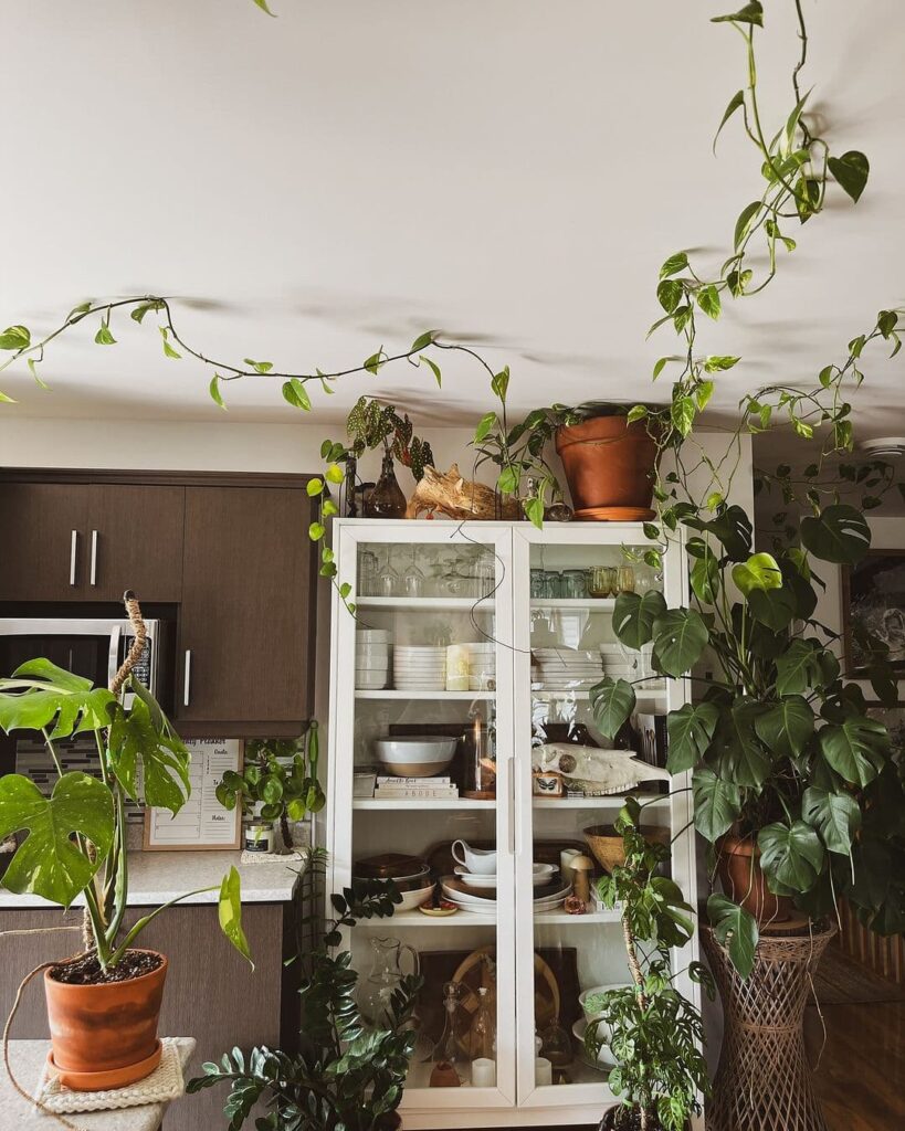 Kitchen cabinet, climbing plants, potted greenery