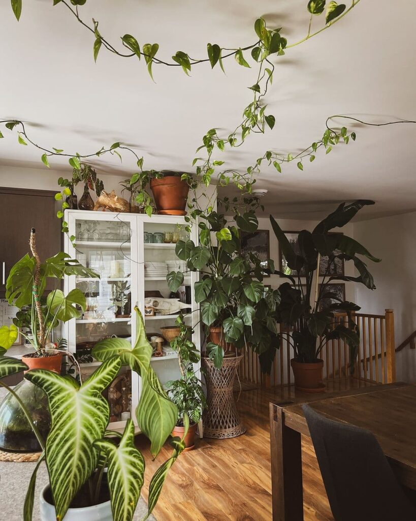 Plant-filled living room, trailing vines, glass cabinet