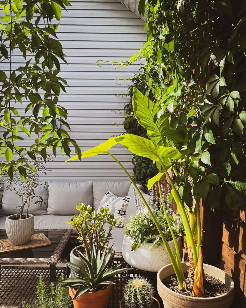 Diverse potted plants surrounding patio sofa