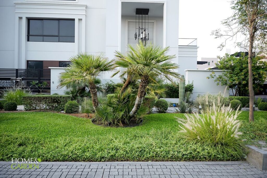 Modern front yard with palms and lawn