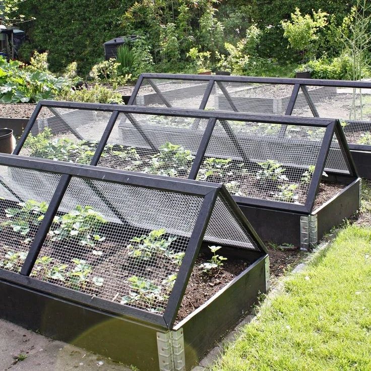 Raised beds, mesh covers, protected plants, backyard garden