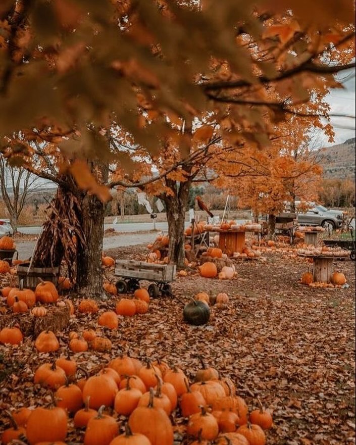 Pumpkin-filled autumn scene, orange trees