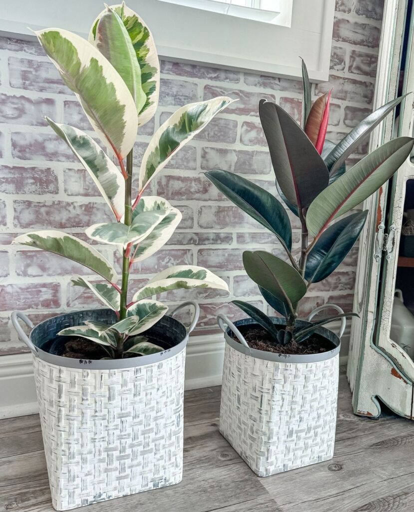 Variegated and green rubber plants in white planters