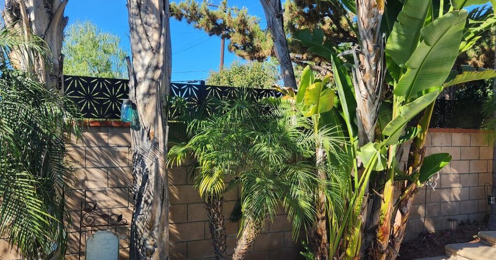 Tropical garden with palms and decorative fence