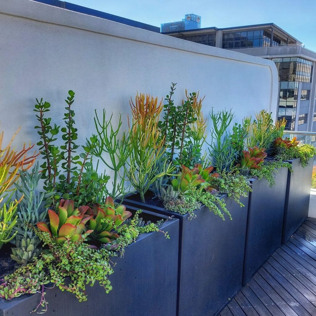 Rooftop succulent garden, urban planters, diverse plants