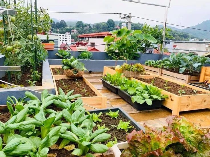 Rooftop garden, raised beds, vegetables, urban view