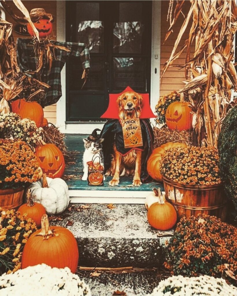 Dog and cat in Halloween costumes on decorated porch