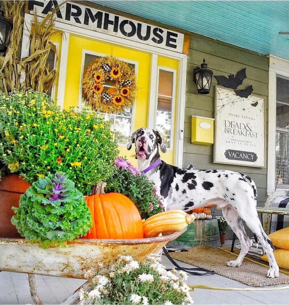 Farmhouse porch with sunflower wreath dog and fall decor