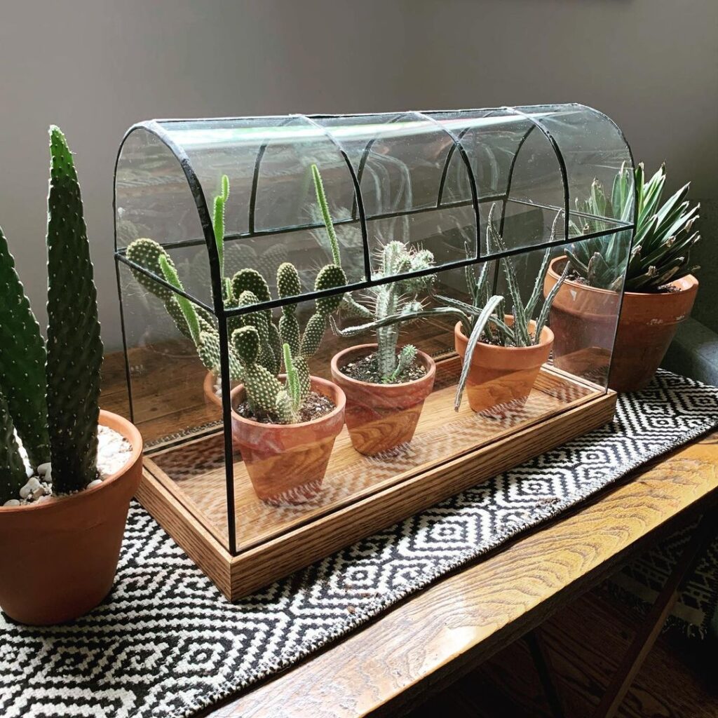 Curved glass terrarium with cacti in pots