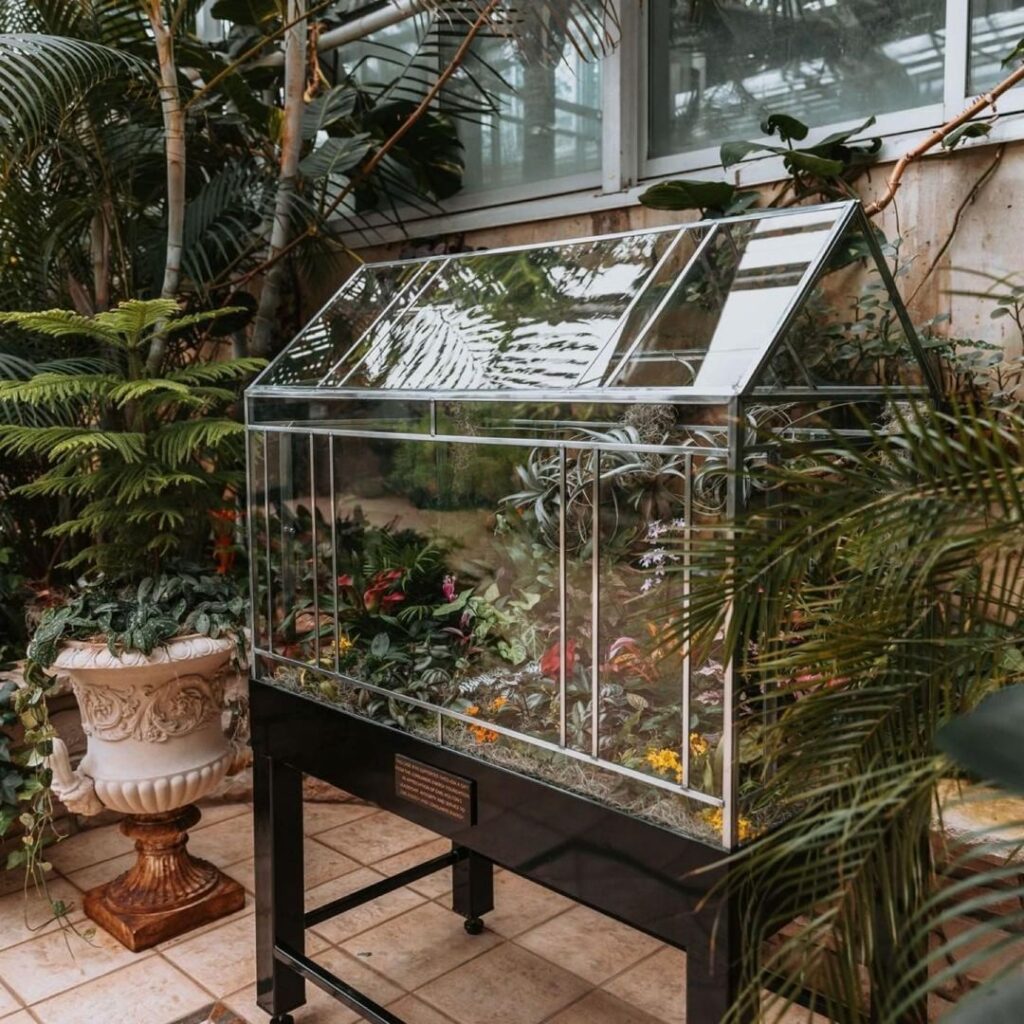 Miniature greenhouse terrarium amid lush tropical foliage.