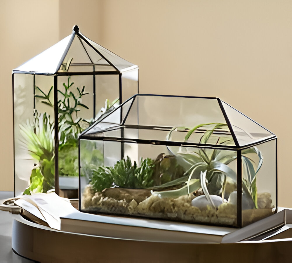 Two geometric glass terrariums with succulents and air plants