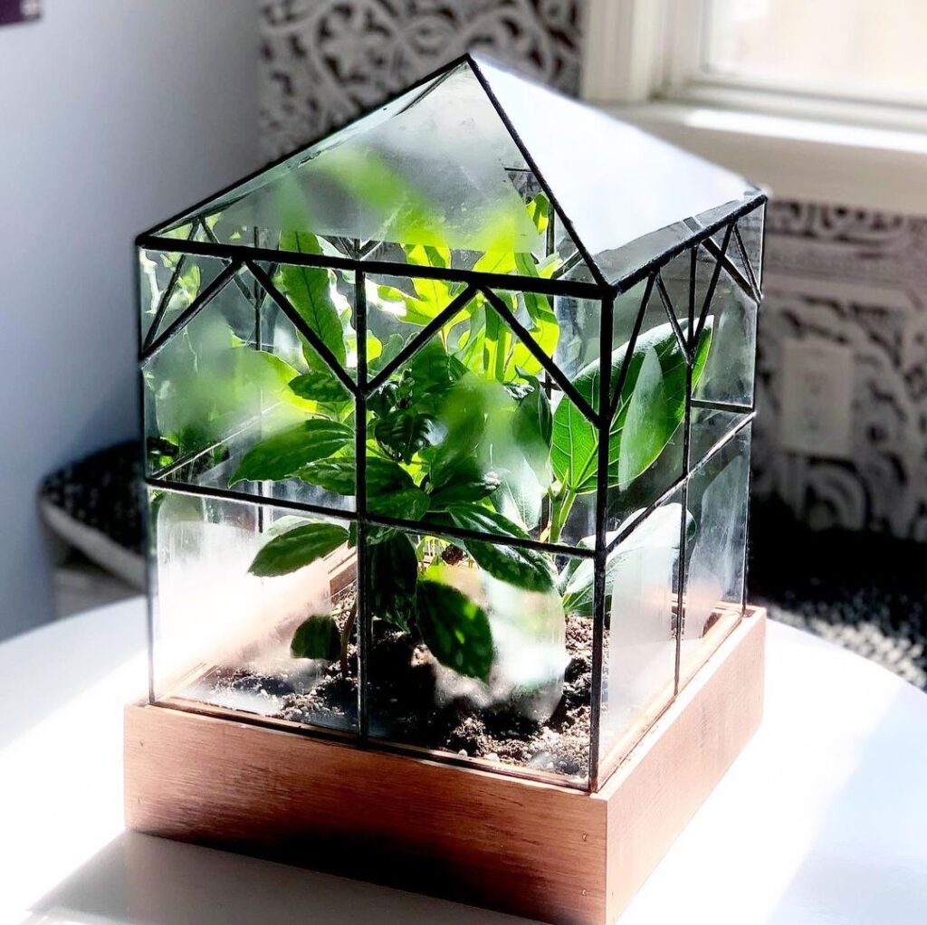 Geometric glass terrarium with green plants inside