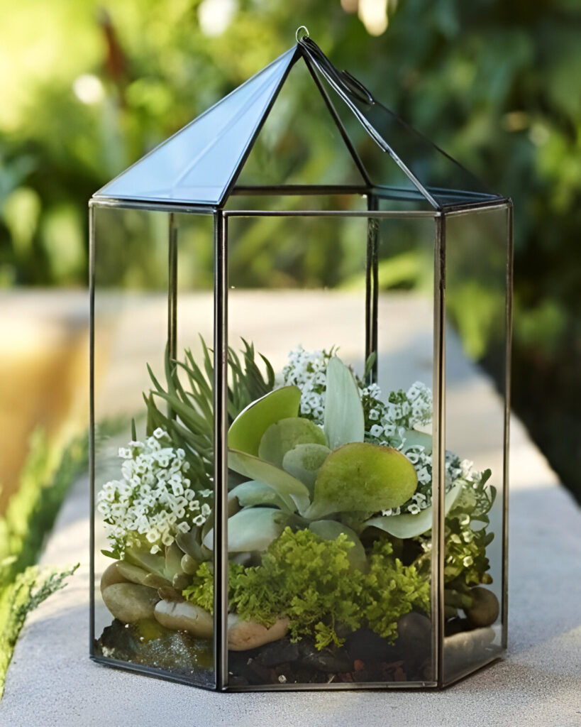 Glass lantern terrarium with succulents and moss