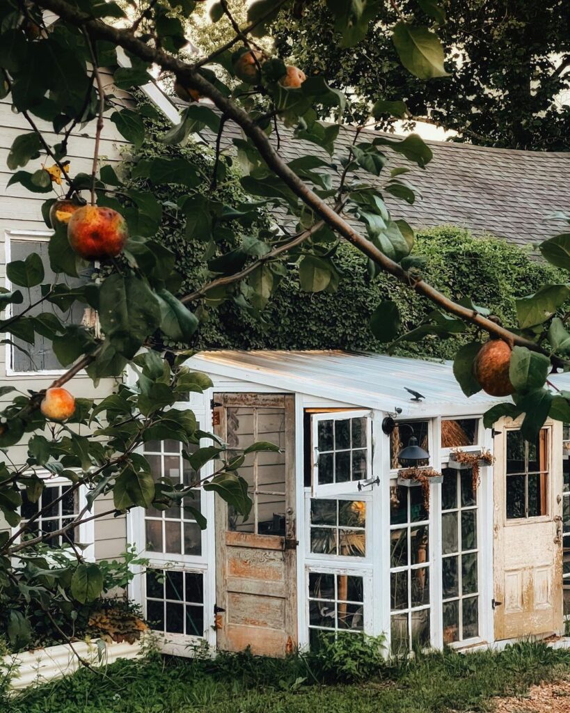 Homemade greenhouse using old windows under apple tree