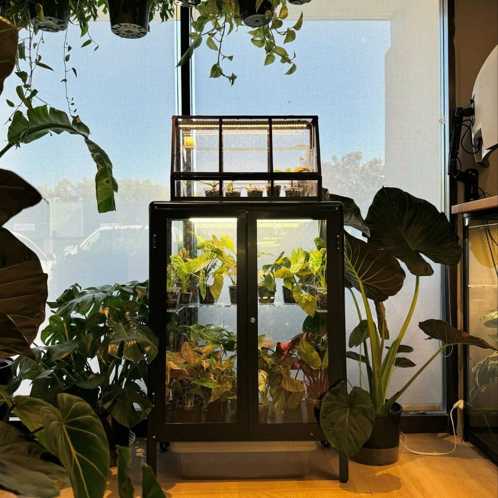 Indoor glass terrarium cabinet with thriving plants.