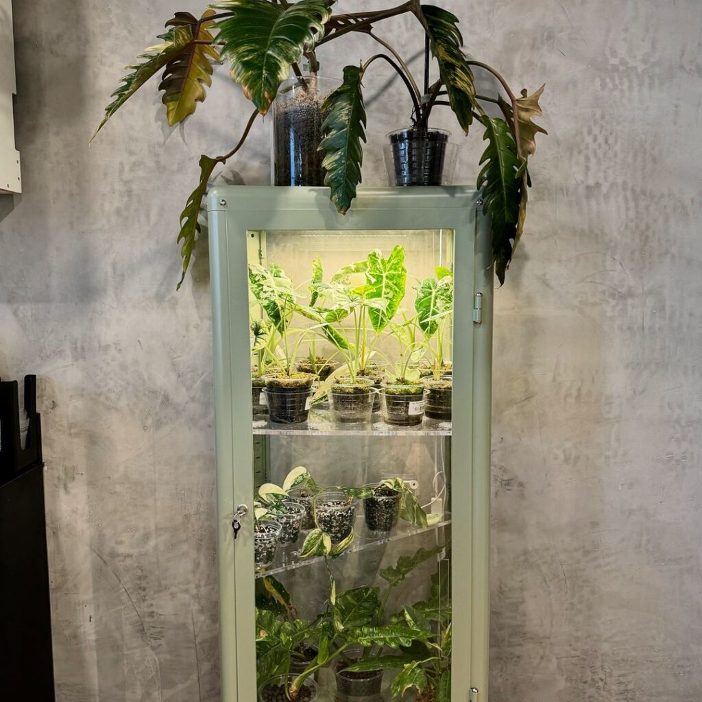 Illuminated cabinet greenhouse nurturing seedlings and plants.