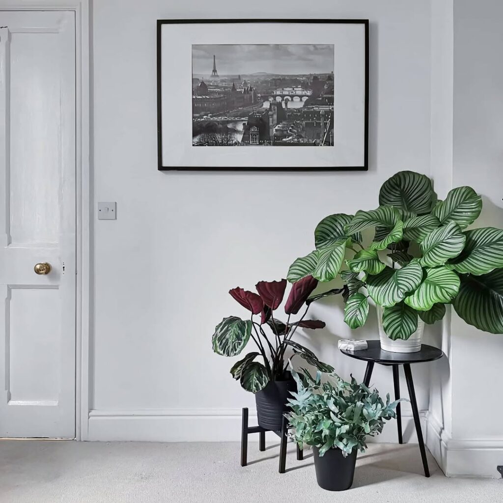 Black framed Paris photograph above modern plant arrangement with burgundy and green foliage