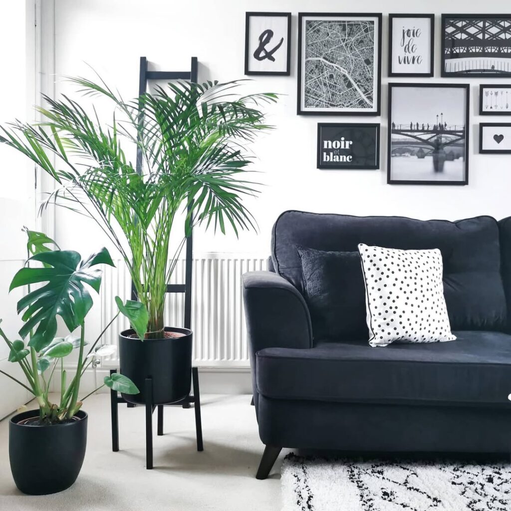 Black velvet sofa with tropical plants and monochrome gallery wall